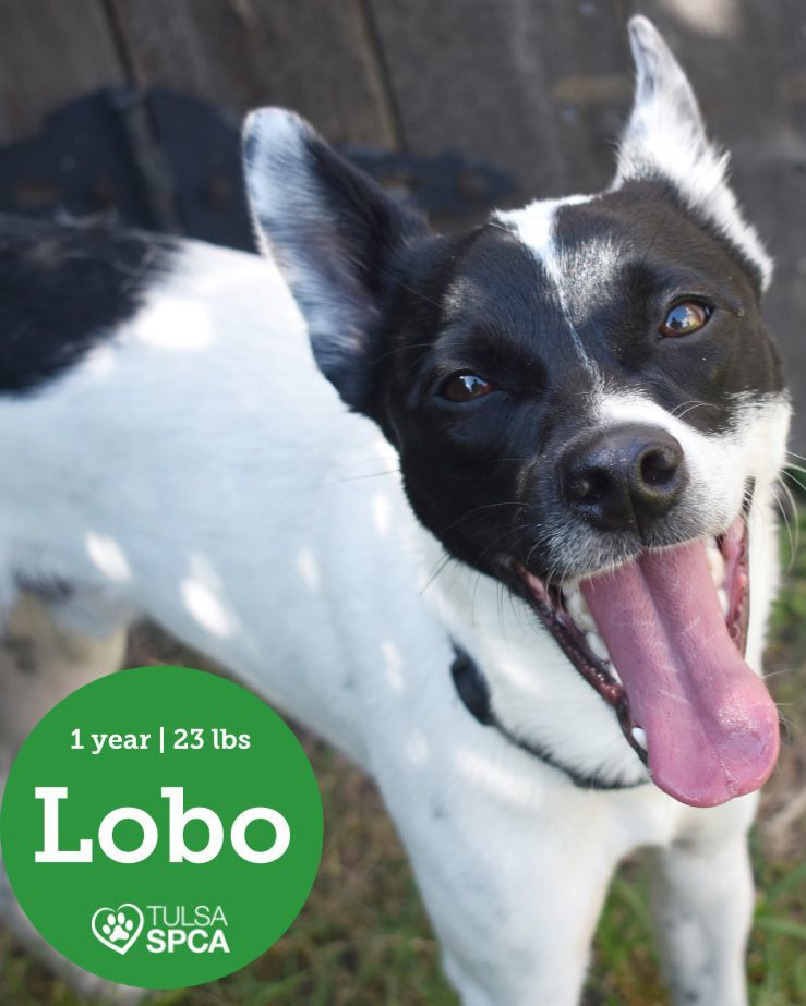 Lobo